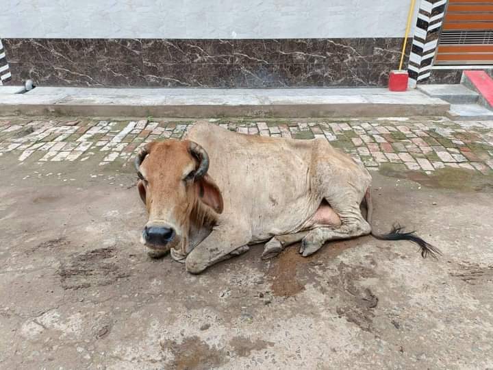 <em>गौ सेवा की अनुकरणीय पहल-- व्यापारी सेवा समिति राहौद की पहल पर गौ सेवा आयोग अध्यक्ष महंत रामसुंदर दास ने पहुंचाई घायल गौ माता की सेवा रूपी सहायता</em>, आए दिन सड़क दुर्घटनाओं में घायल गौ माताओं की सेवा में अग्रणी है शहर की संस्थाएं <em>गौ सेवा की अनुकरणीय पहल-- व्यापारी सेवा समिति राहौद की पहल पर गौ सेवा आयोग अध्यक्ष महंत रामसुंदर दास ने पहुंचाई घायल गौ माता की सेवा रूपी सहायता</em>, आए दिन सड़क दुर्घटनाओं में घायल गौ माताओं की सेवा में अग्रणी है शहर की संस्थाएं kshititech