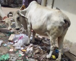 <em>सड़कों पर कचरा फेंकने से मोहल्ले वासी परेशान, शहर के वार्ड क्रमांक- 06 ममता मेडिकल गली में रास्ते पर ही कचरा फेंकने से रहवासियों को हो रही दिक्कतें</em>, कचरे खाने के रूप में परिवर्तित हो रहा आने जाने का मुख्य रास्ता kshititech