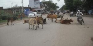 <em>शक्ति शहर में प्रतिदिन शाम 5:00 बजे से रात्रि 9:00 बजे तक नगर पालिका के कर्मचारी सड़कों से हटाएंगे आवारा पशुओं को, मुख्य नगरपालिका अधिकारी ने जारी किए आदेश</em>, छत्तीसगढ़ शासन के रोका-छेका अभियान के तहत नगर पालिका ने बनाई योजना <em>शक्ति शहर में प्रतिदिन शाम 5:00 बजे से रात्रि 9:00 बजे तक नगर पालिका के कर्मचारी सड़कों से हटाएंगे आवारा पशुओं को, मुख्य नगरपालिका अधिकारी ने जारी किए आदेश</em>, छत्तीसगढ़ शासन के रोका-छेका अभियान के तहत नगर पालिका ने बनाई योजना kshititech