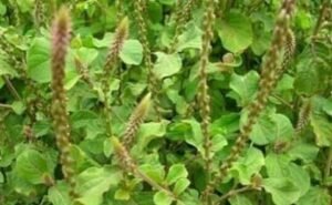 <em>शक्ति में पहली बार ऋषि पंचमी का सामूहिक उद्यापन-- शक्ति के श्री राधाकृष्ण सत्य सनातन धर्म समिति एवं महिला मंडल द्वारा 19, 20 एवम 21 सितंबर को होगा ऋषि पंचमी उद्यापन कार्यक्रम, श्री राधाकृष्ण मंदिर में आयोजित है कार्यक्रम, समिति के प्रमुख विनोद अग्रवाल ने दी जानका</em>री, महिलाएं शामिल हो सकती हैं पूजा कार्यक्रम में kshititech