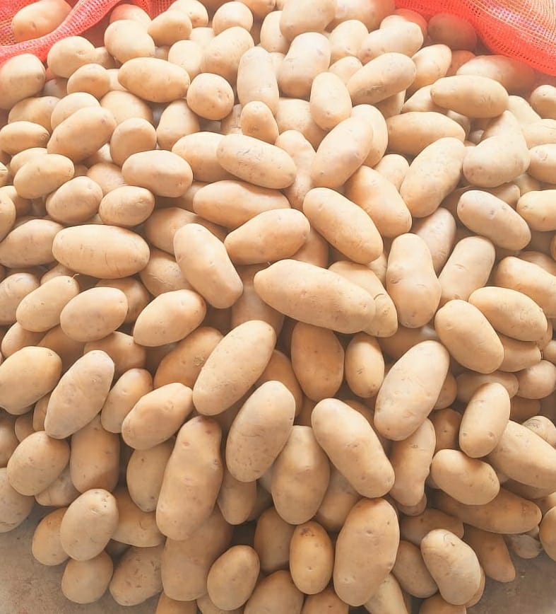 <em>डायबिटीज पेशेंट के लिए शक्ति में मिलेगा अब शुगर फ्री पहाड़ी आलू, 10 किलो 5 किलो के पैक में उपलब्ध, सुनील ट्रेडर्स के संचालक सुरेश कृपलानी ने दी जानकारी, अधिक जानकारी के लिए मोबाइल नंबर- 81097000918 पर भी ली जा सकती है जानकारी</em>, आलू- प्याज के व्यापार में एक बड़ा नाम है शक्ति के सुनील ट्रेडर्स का <em>डायबिटीज पेशेंट के लिए शक्ति में मिलेगा अब शुगर फ्री पहाड़ी आलू, 10 किलो 5 किलो के पैक में उपलब्ध, सुनील ट्रेडर्स के संचालक सुरेश कृपलानी ने दी जानकारी, अधिक जानकारी के लिए मोबाइल नंबर- 81097000918 पर भी ली जा सकती है जानकारी</em>, आलू- प्याज के व्यापार में एक बड़ा नाम है शक्ति के सुनील ट्रेडर्स का kshititech