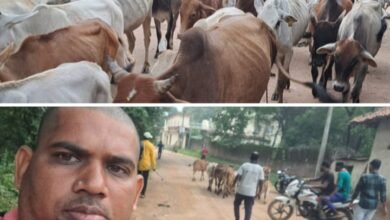 <em>आवारा पशु सड़कों पर,अड़भार नगर पंचायत ने लगाया जुर्माना--अड़भार शहर में प्रशासन के निर्देश पर सड़कों पर रोका छेका अभियान के तहत हो रही घुमंतू पशुओं को व्यवस्थित करने की कार्रवाई, पशु मालिकों पर भी लगा 200-200 सौ रुपये का जुर्माना, जिला कलेक्टर के निर्देश पर सीएमओ आनंद कुमार राय के नेतृत्व में चल रहा अभियान</em> kshititech