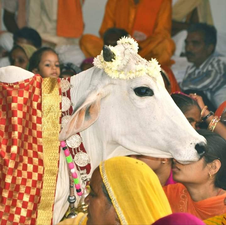 <em>शक्ति के गौ सेवकों एवं गोवंश संरक्षण समितियो ने कलेक्टर को लिखा पत्र, शहर में </em> गौ<em>वंश की सुरक्षा के लिए व्यवस्थाएं बनाने की करी मांग</em>, शक्ति शहर सीमा में गोठान निर्माण की करी मांग, सड़क दुर्घटनाओं में घायल गौ माताओ के लिए हो त्वरित इलाज की सुविधा kshititech