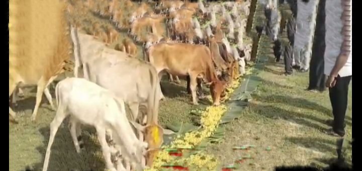 नगर पंचायत अध्यक्ष सोनसाय की अनुकरणीय पहल- देवउठनी एकादशी पर शहर के गोठान में किया गौ माता की पूजा अर्चना का सामूहिक कार्यक्रम एवं गौ भोज का कार्यक्रम, सोनसाय ने कहा- गौ माता भारतीय संस्कृति में पूज्यनीय, हमें गौ संरक्षण की दिशा में करना चाहिए कार्य,सोनसाय ने दी शहर वासियों को देवउठनी एकादशी की बधाई नगर पंचायत अध्यक्ष सोनसाय की अनुकरणीय पहल- देवउठनी एकादशी पर शहर के गोठान में किया गौ माता की पूजा अर्चना का सामूहिक कार्यक्रम एवं गौ भोज का कार्यक्रम, सोनसाय ने कहा- गौ माता भारतीय संस्कृति में पूज्यनीय, हमें गौ संरक्षण की दिशा में करना चाहिए कार्य,सोनसाय ने दी शहर वासियों को देवउठनी एकादशी की बधाई kshititech