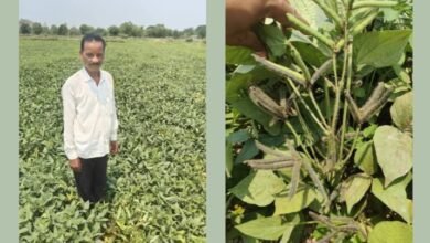 सक्ती जिले के किसान उड़द की खेती से हो रहे समृद्ध, कृषि विभाग की पहल से यह खेती किसानों के लिए बनी वरदान एवम अधिक फ़ायदेमंद, भूजल स्तर को भी किया जा रहा है इससे मेंटेन,किसानों ने कृषि विभाग का किया धन्यवाद kshititech