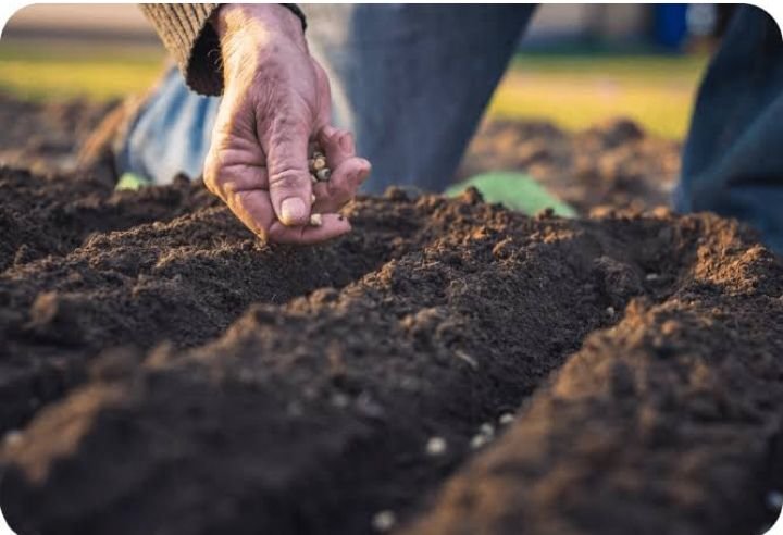 शक्ति जिले में मालामाल होंगे किसान-कृषि विभाग ने बीज उत्पादन कार्यक्रम की पंजीयन तिथि बढ़ाई 31 अगस्त तक, सरकार से मिलेगा तगड़ा अनुदान, बीज उत्पादन की नई तकनीक से किसानों में आ रही समृद्धि kshititech