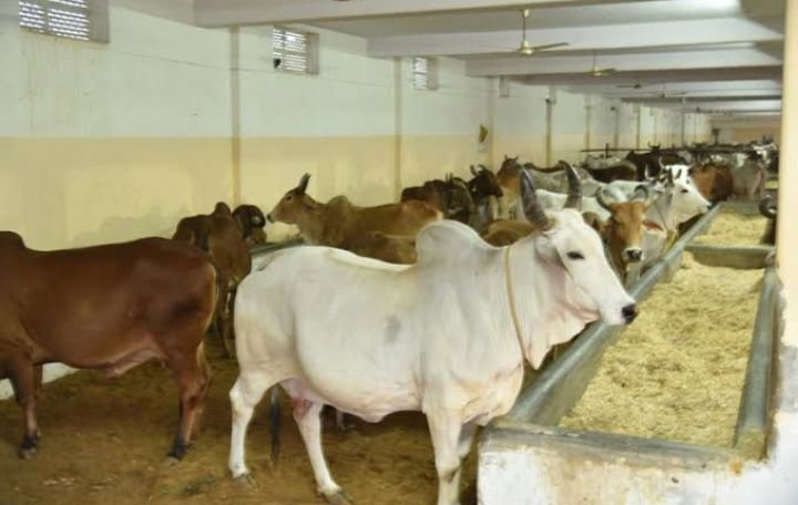 सरकारी गौ धाम के संचालन की अब आपको भी मिलेगी जिम्मेदारी, जिला स्तर पर 30 सितंबर तक कर सकते हैं आवेदन,भूपेश के गोठानों को अब भाजपा सरकार ने दिया गोधाम का नाम, kshititech