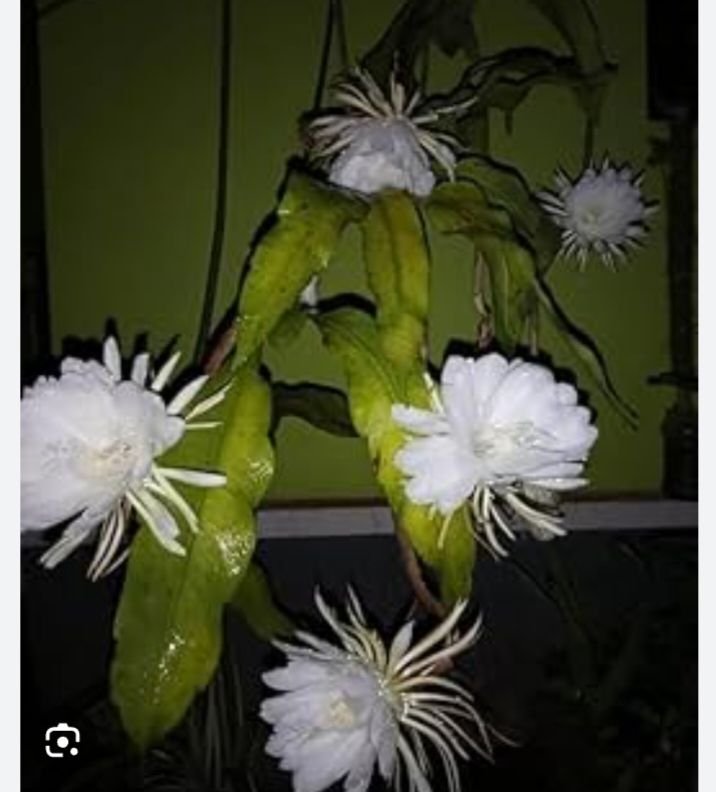 बरसी कृपा गुप्ता परिवार पर-खरसिया के भाजपा नेता गिरधर गुप्ता के निवास पर खिले पांच ब्रह्म कमल पुष्प, परिवार जनों ने करी पूजा अर्चना, विशेष संयोग से ही खिलते हैं ब्रह्म कमल पुष्प kshititech