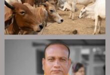 नगर पंचायत अध्यक्ष नारायण कुर्रे का रचनात्मक प्रयास-बाराद्वार के नगर पंचायत प्रशासन ने गौ माताओ के लिए की गौठान की करी बेहतर व्यवस्था,बाराद्वार का गौठान बना गौ माताओ की सेवा एवं आश्रय का बड़ा प्रकल्प, शहर में सड़कों पर नहीं दिखती गौ माताएं, नगर पंचायत अध्यक्ष जी की गौ सेवा को देखते हुए लोग उन्हें पुकारने लगे हैं गौ सेवक kshititech