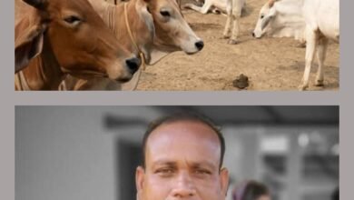 नगर पंचायत अध्यक्ष नारायण कुर्रे का रचनात्मक प्रयास-बाराद्वार के नगर पंचायत प्रशासन ने गौ माताओ के लिए की गौठान की करी बेहतर व्यवस्था,बाराद्वार का गौठान बना गौ माताओ की सेवा एवं आश्रय का बड़ा प्रकल्प, शहर में सड़कों पर नहीं दिखती गौ माताएं, नगर पंचायत अध्यक्ष जी की गौ सेवा को देखते हुए लोग उन्हें पुकारने लगे हैं गौ सेवक kshititech