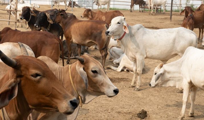 नगर पंचायत अध्यक्ष नारायण कुर्रे का रचनात्मक प्रयास-बाराद्वार के नगर पंचायत प्रशासन ने गौ माताओ के लिए की गौठान की करी बेहतर व्यवस्था,बाराद्वार का गौठान बना गौ माताओ की सेवा एवं आश्रय का बड़ा प्रकल्प, शहर में सड़कों पर नहीं दिखती गौ माताएं, नगर पंचायत अध्यक्ष जी की गौ सेवा को देखते हुए लोग उन्हें पुकारने लगे हैं गौ सेवक नगर पंचायत अध्यक्ष नारायण कुर्रे का रचनात्मक प्रयास-बाराद्वार के नगर पंचायत प्रशासन ने गौ माताओ के लिए की गौठान की करी बेहतर व्यवस्था,बाराद्वार का गौठान बना गौ माताओ की सेवा एवं आश्रय का बड़ा प्रकल्प, शहर में सड़कों पर नहीं दिखती गौ माताएं, नगर पंचायत अध्यक्ष जी की गौ सेवा को देखते हुए लोग उन्हें पुकारने लगे हैं गौ सेवक kshititech