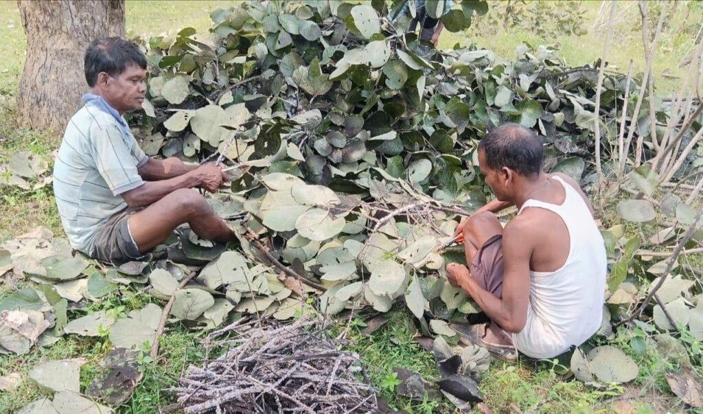 कृषक हो रहे मालामाल- वन विभाग के डीएफओ की पहल से 37 गांवो के 400 किसानों को मिला अपना खुद का रोजगार,DFO मनीष कश्यप की पहल की पूरे अंचल में हो रही प्रशंसा कृषक हो रहे मालामाल- वन विभाग के डीएफओ की पहल से 37 गांवो के 400 किसानों को मिला अपना खुद का रोजगार,DFO मनीष कश्यप की पहल की पूरे अंचल में हो रही प्रशंसा kshititech