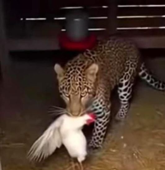 तुर्रीधाम इलाके में खूंखार जानवर तेंदुआ के दिखने से फैली सनसनी,सोशल मीडिया पर वायरल हो रही खूंखार जानवर की तस्वीर, ग्राम पंचायत ने जारी की सुरक्षा संबंधी सूचना-सूत्र तुर्रीधाम इलाके में खूंखार जानवर तेंदुआ के दिखने से फैली सनसनी,सोशल मीडिया पर वायरल हो रही खूंखार जानवर की तस्वीर, ग्राम पंचायत ने जारी की सुरक्षा संबंधी सूचना-सूत्र kshititech