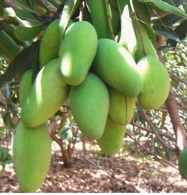 शक्ति जिले में आम की है भरमार -अप्रैल महीने में प्रशासन करेगा आमों की नीलामी। आप भी ले सकते हैं नीलामी में भाग। डेयरी व्यवसाय से बदल गई टीकम चंद की जिंदगी. कलेक्टर तोपनों के निर्देशन में जिले की जनता विभिन्न सरकारी योजनाओं का ले रही समुचित लाभ। जिले में सैकड़ो बेरोजगारों को मिलेगा प्रशासन की पहल पर प्लेसमेंट कैंप के माध्यम से रोजगार शक्ति जिले में आम की है भरमार -अप्रैल महीने में प्रशासन करेगा आमों की नीलामी। आप भी ले सकते हैं नीलामी में भाग। डेयरी व्यवसाय से बदल गई टीकम चंद की जिंदगी. कलेक्टर तोपनों के निर्देशन में जिले की जनता विभिन्न सरकारी योजनाओं का ले रही समुचित लाभ। जिले में सैकड़ो बेरोजगारों को मिलेगा प्रशासन की पहल पर प्लेसमेंट कैंप के माध्यम से रोजगार kshititech