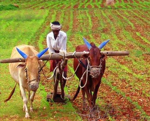 बिना पंजीयन शक्ति जिले में किसानों को नहीं मिलेगा खाद.खाद में पारदर्शिता लाने कृषि विभाग ने किया अनिवार्य. उपसंचालक कृषि शक्ति ने कहा- समय पूर्व करवा ले पंजीयन और असुविधाओं से बचें एवं शासन की योजना का ले लाभ बिना पंजीयन शक्ति जिले में किसानों को नहीं मिलेगा खाद.खाद में पारदर्शिता लाने कृषि विभाग ने किया अनिवार्य. उपसंचालक कृषि शक्ति ने कहा- समय पूर्व करवा ले पंजीयन और असुविधाओं से बचें एवं शासन की योजना का ले लाभ kshititech