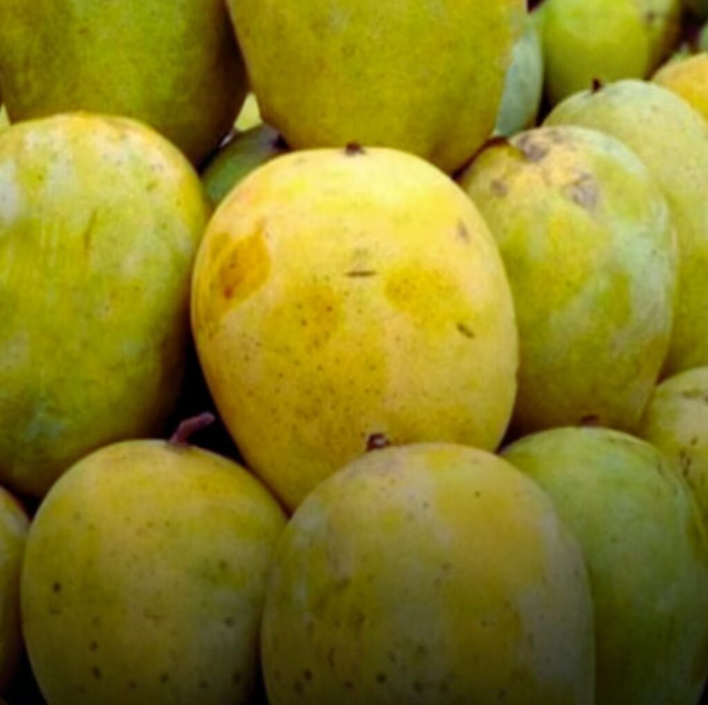 फल विक्रेता रहे सावधान- केमिकल से अगर पकाया फल तो होगी कानूनी कार्रवाई. फल गोदामो एवं थोक विक्रेताओं पर रहेगी सरकार की कड़ी नजर kshititech