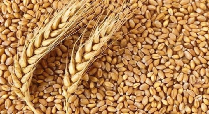बिना किसान पंजीयन के किसानों का गेहूं खरीदेगी सरकार. सरकारी खरीदी केंद्रों में लिया जाएगा किसानों का गेहूं. भाजपा सरकार ने प्रदेश के सभी कलेक्टरों को जारी किए गए आदेश kshititech