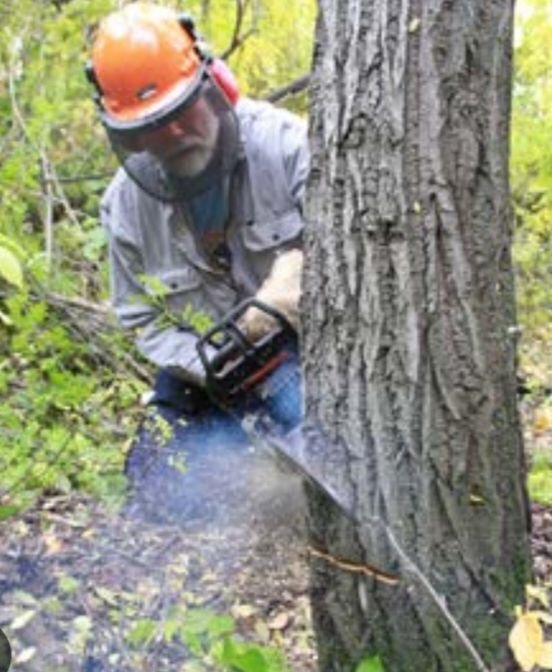 पेड़ कटाई करी तो होगी कड़ी कार्रवाई- पेड़ कटाई को लेकर राज्य सरकार हुई सख्त. 24 घंटे निगरानी के लिए बनाए गए कंट्रोल रूम kshititech