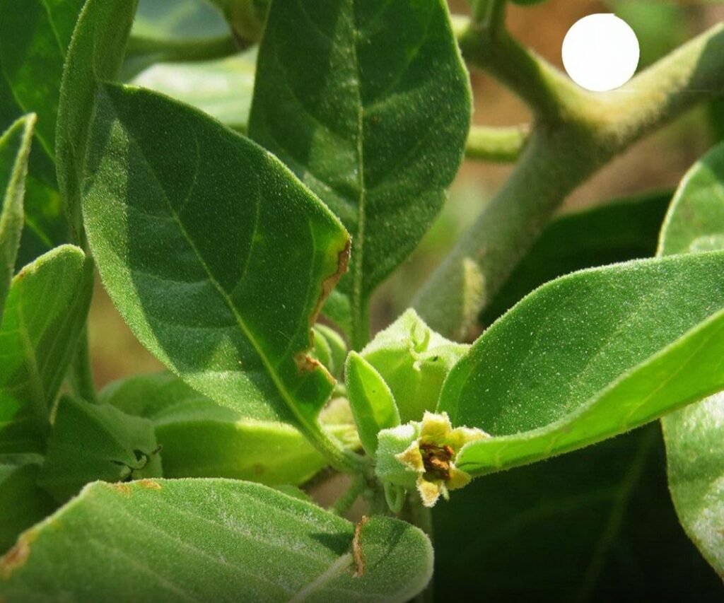 ब्रेकिंग न्यूज़-अश्‍वगंधा का सेवन करने वाले सावधान, हो सकती है पेट की बीमारी; सरकार ने पत्तियों के इस्तेमाल पर लगाई रोक kshititech