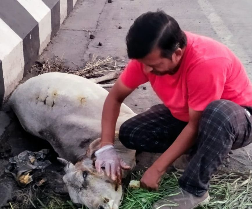 असहाय गौ माताओ की सेवा में 10 वर्षों से कार्य कर रहे राकेश. राकेश ने कहा- इस क्षेत्र में जूड़ने से सेवा करने का मिला जुनून. गौ वंश की रक्षा के लिए क्षेत्र में तत्पर है 15 से 20 गौ रक्षको की टीम. गौ सेवा को ही बनाया अपने जीवन का मूल उद्देश्य kshititech