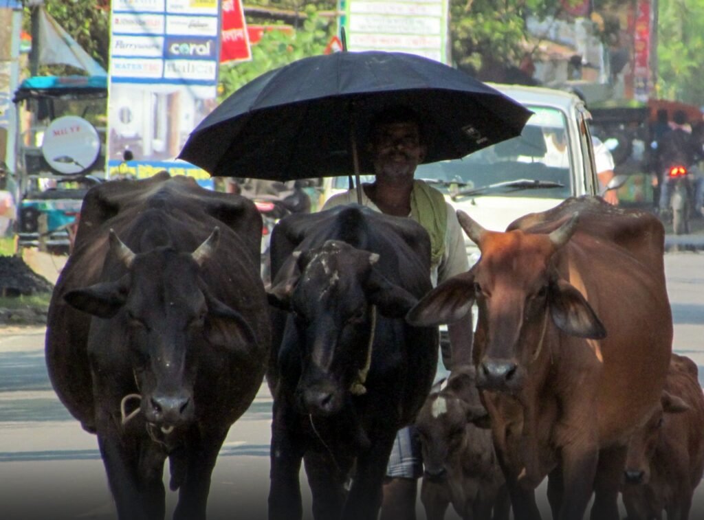 सावधान- भीषण गर्मी के चलते मवेशियों में बढ़ा हीट स्ट्रोक का खतरा. थोड़ी सी लापरवाही जानलेवा बन सकती है मवेशियों के लिए kshititech