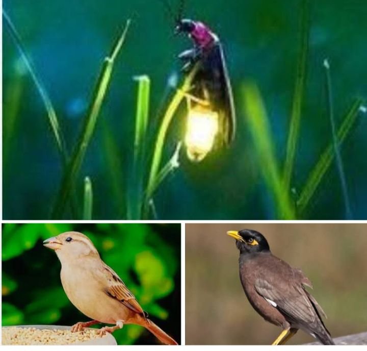 मुख्यमंत्री जी ने शहरों में जुगनू।गौरैया और मैंना जैसे पक्षियों के गायब होने पर जताई चिंता. प्रदेशवासियों को लिखा खत. जैव विविधता संरक्षण पर जोर देने दिए निर्देश मुख्यमंत्री जी ने शहरों में जुगनू।गौरैया और मैंना जैसे पक्षियों के गायब होने पर जताई चिंता. प्रदेशवासियों को लिखा खत. जैव विविधता संरक्षण पर जोर देने दिए निर्देश kshititech