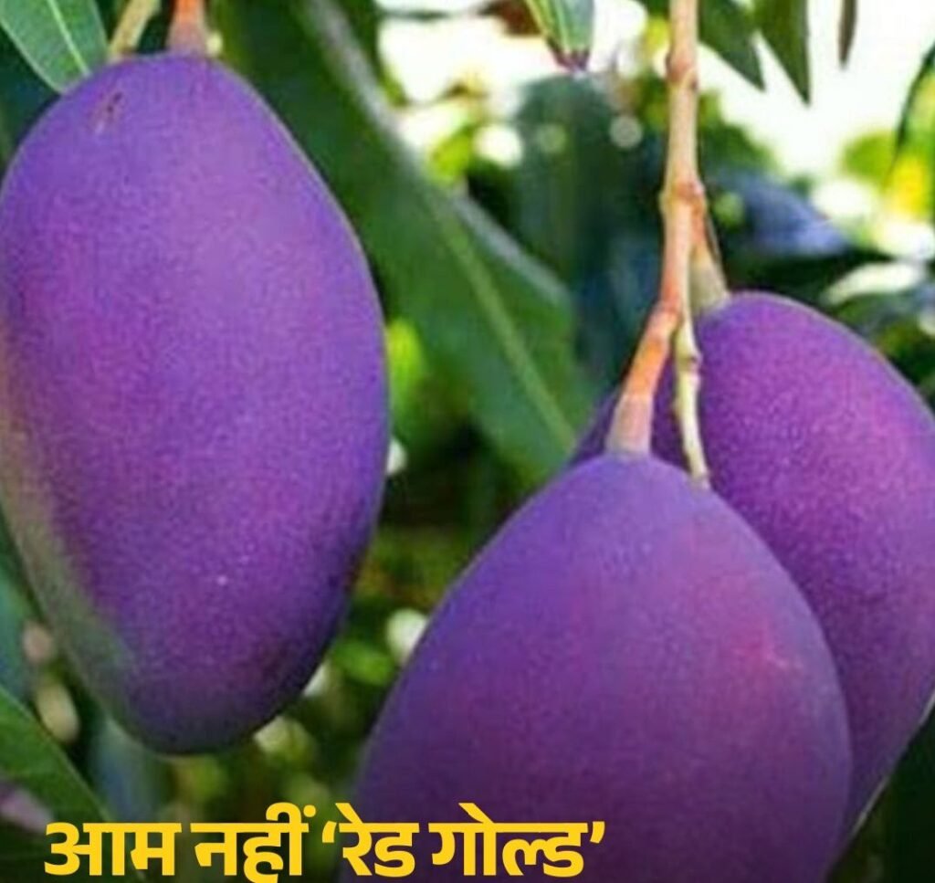 आम नहीं ‘रेड गोल्ड’ 3 लाख रुपये किलो वाला मियाजाकी आम पहुंच सकता है दुबई. किसान ने दो पौधे लगाकर की थी शुरुआत. आज 40 पेड़ों में फ़ल रहा है रेड गोल्ड kshititech